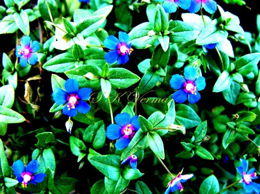  Flowering Shoots